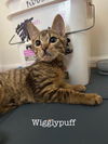 adoptable Cat in Dublin, OH named Wigglypuff