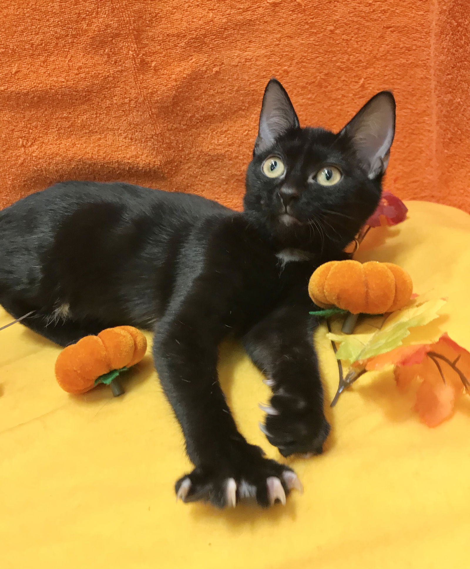 adoptable Cat in Dublin, OH named Luna