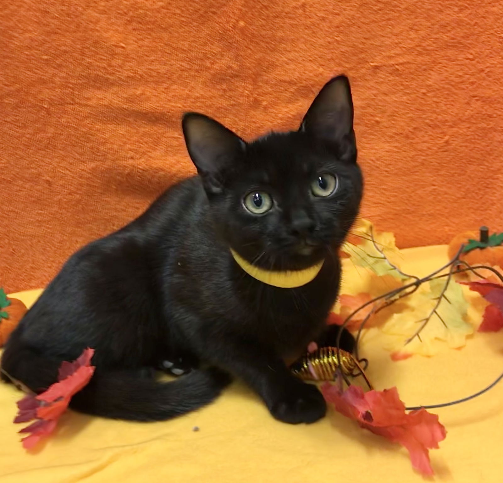 adoptable Cat in Dublin, OH named Nyx