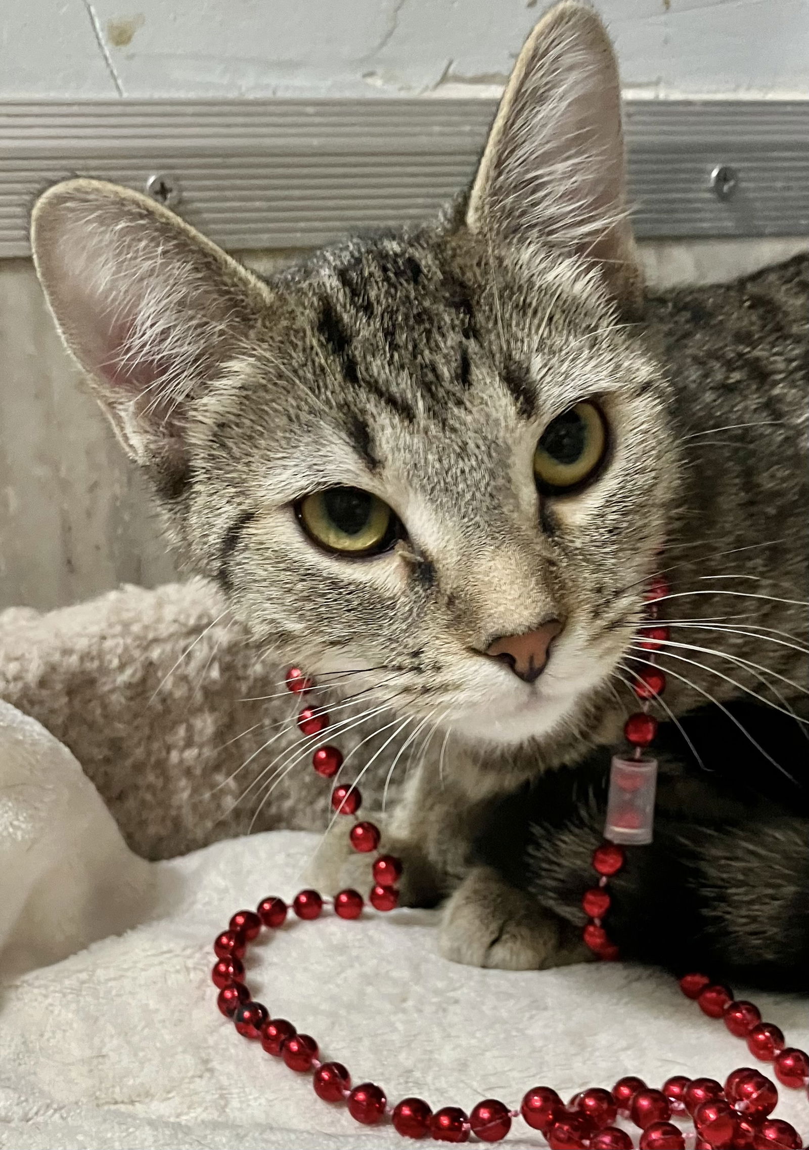 adoptable Cat in Columbus, OH named Dolly