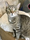 adoptable Cat in , OH named Agler