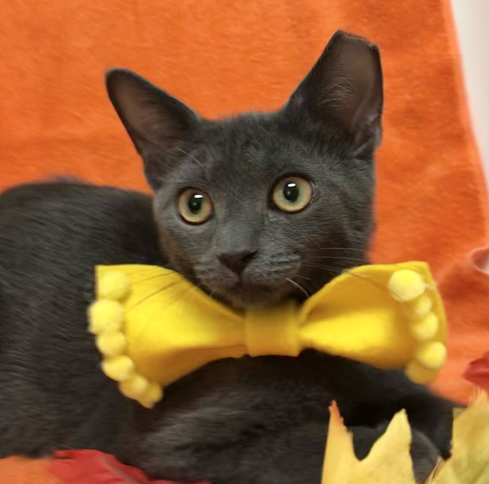 adoptable Cat in Dublin, OH named Clipper