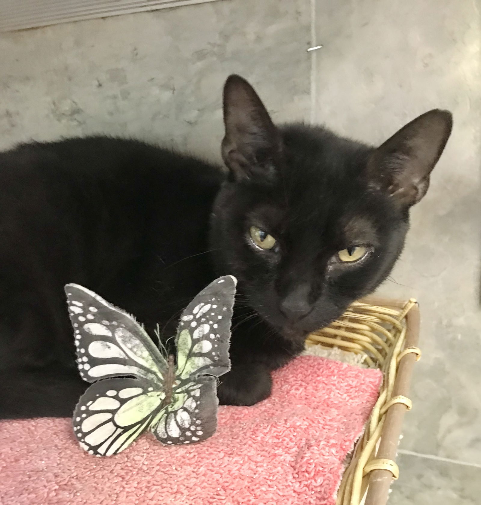 adoptable Cat in Dublin, OH named COSI