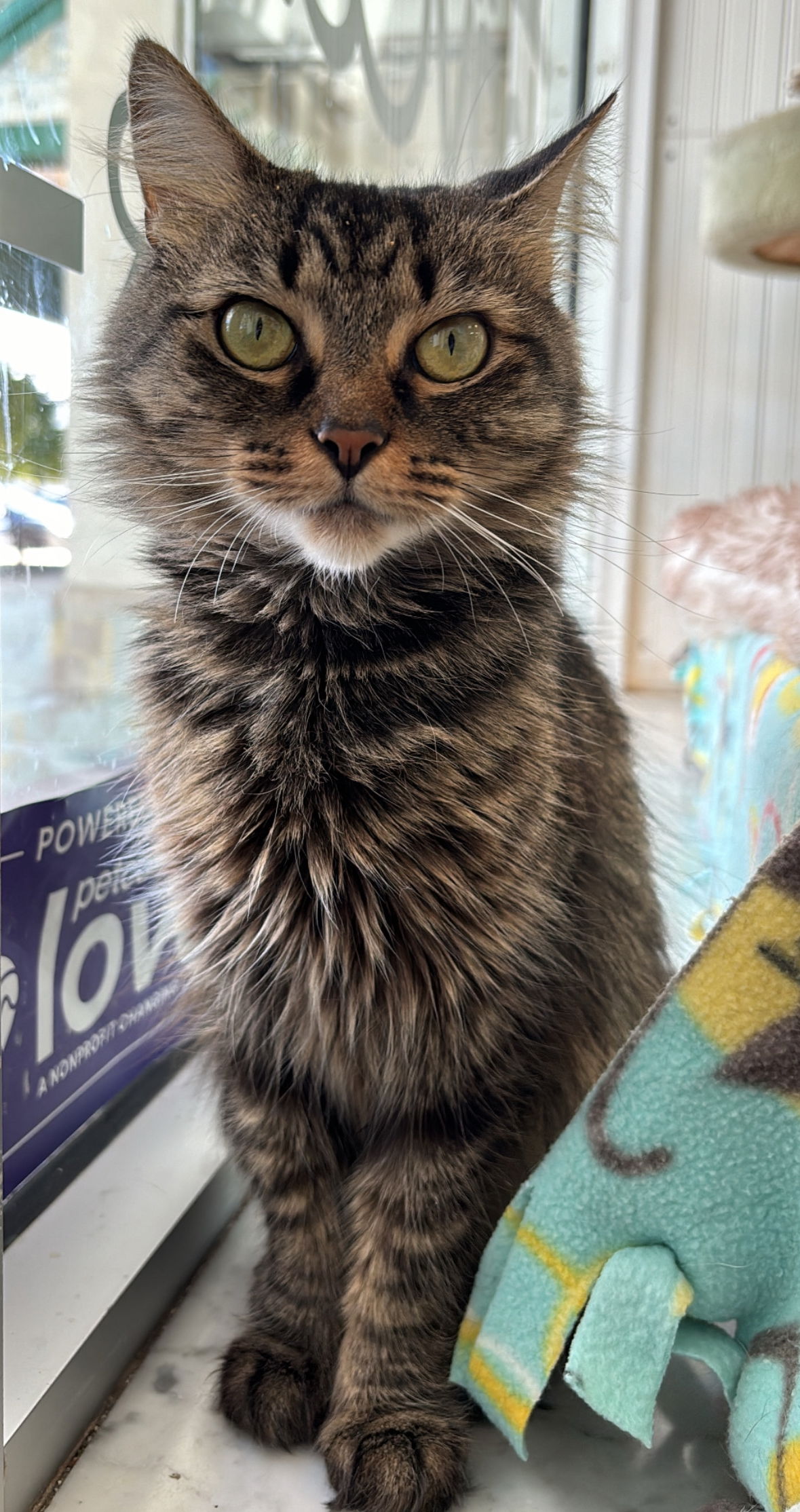 adoptable Cat in Dublin, OH named Ophelia