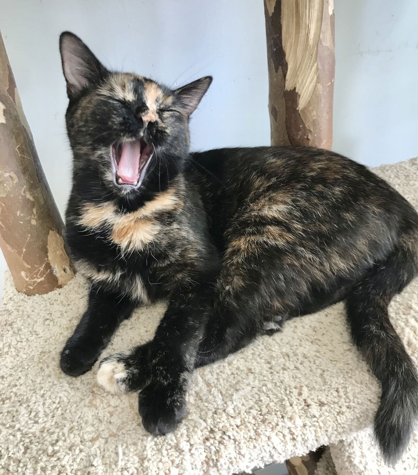 adoptable Cat in Dublin, OH named Tori