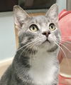 adoptable Cat in Columbus, OH named Bolt - KBC