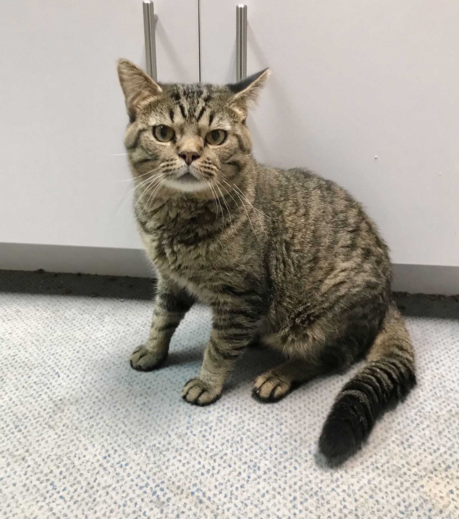 adoptable Cat in Dublin, OH named Cheech