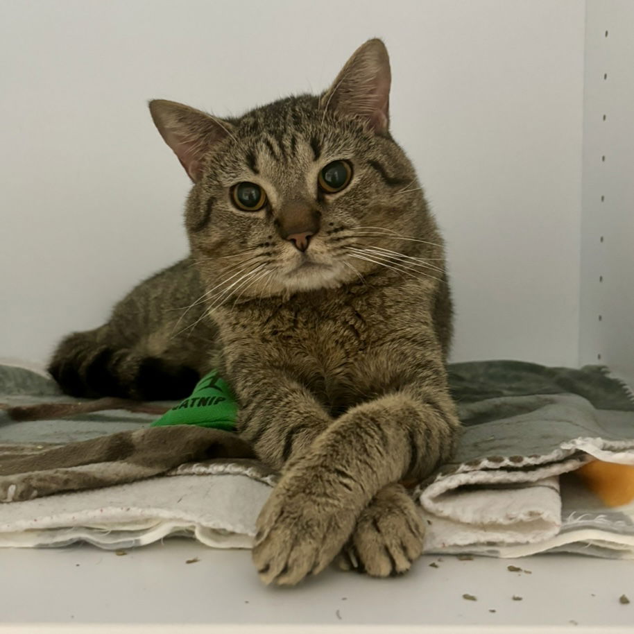 adoptable Cat in Dublin, OH named Chong