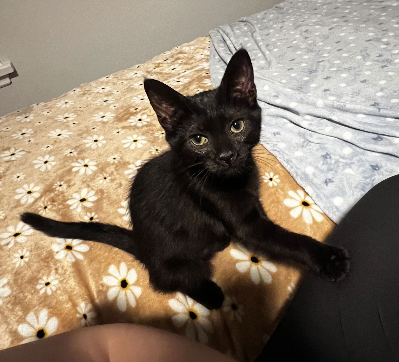 adoptable Cat in Columbus, OH named Jack