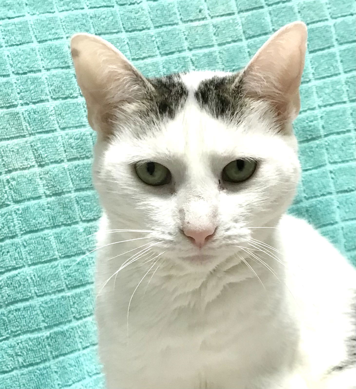 adoptable Cat in Columbus, OH named Fergie