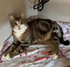 adoptable Cat in  named Tom