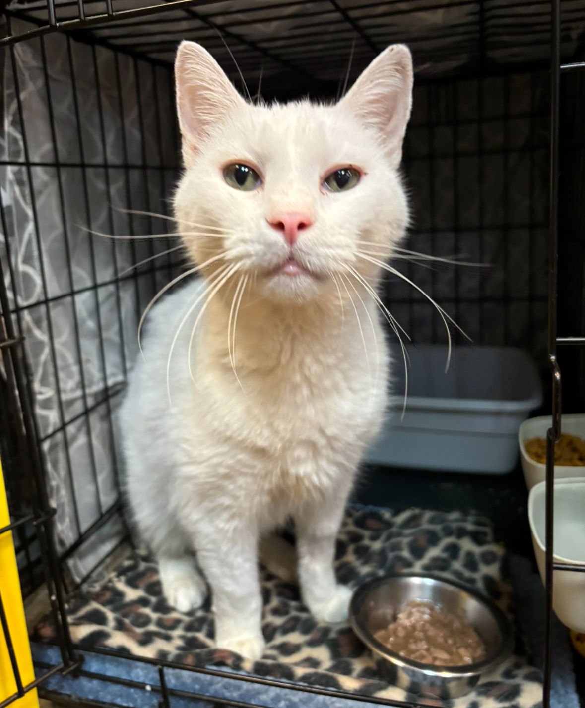 adoptable Cat in Dublin, OH named Cedric