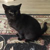 adoptable Cat in dublin, OH named Vagabond