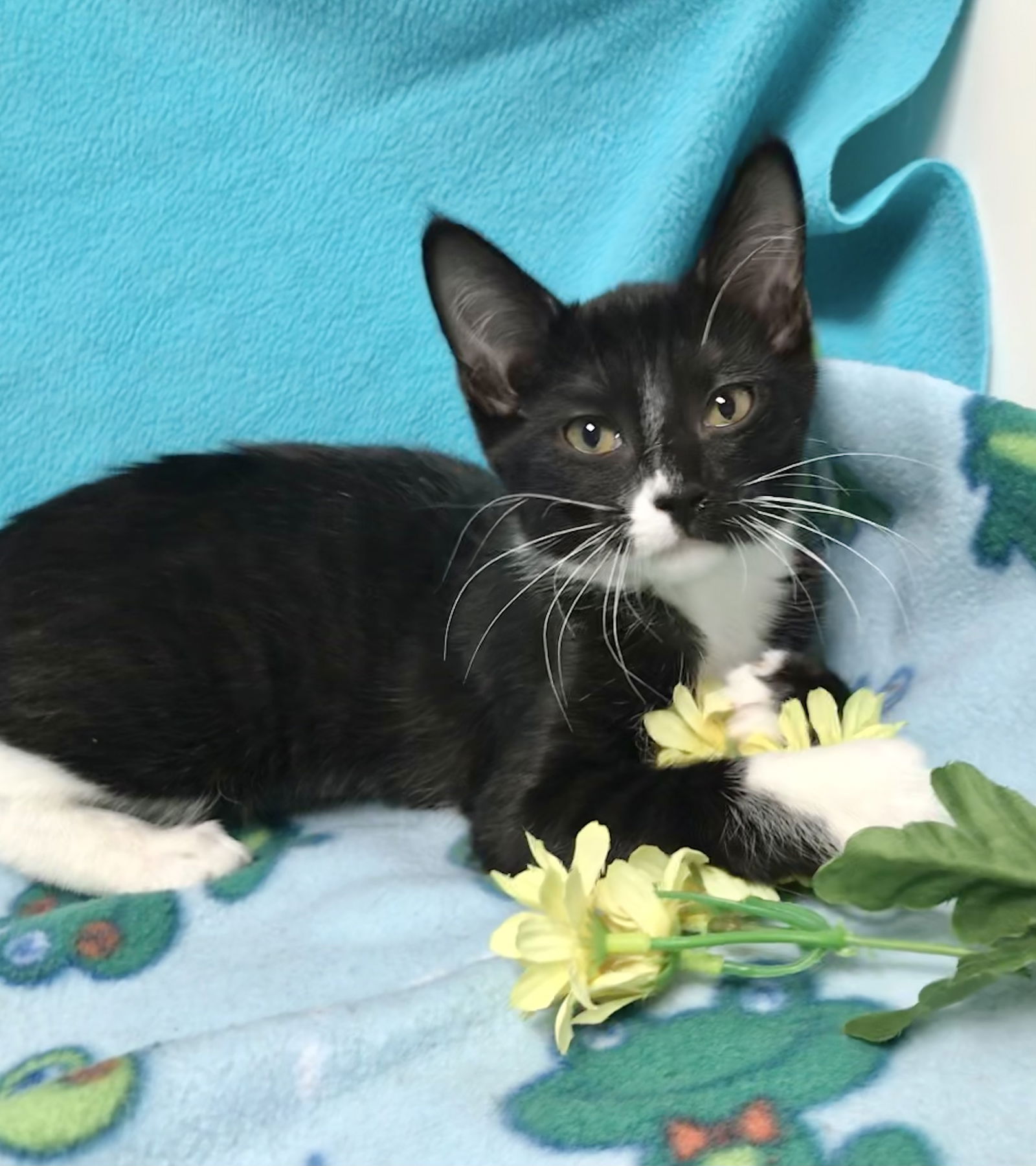 adoptable Cat in Dublin, OH named Cleo