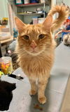 adoptable Cat in  named Tobias