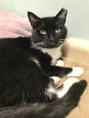 adoptable Cat in Dublin, OH named Spectrum