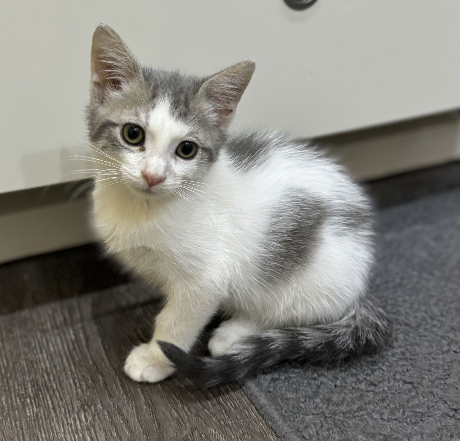 adoptable Cat in Dublin, OH named Opie