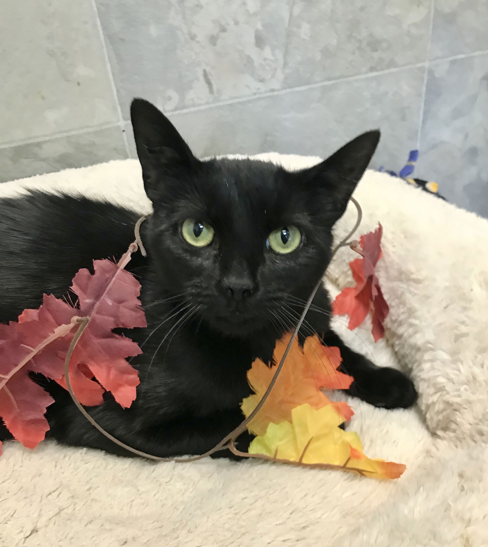 adoptable Cat in Dublin, OH named Pickles