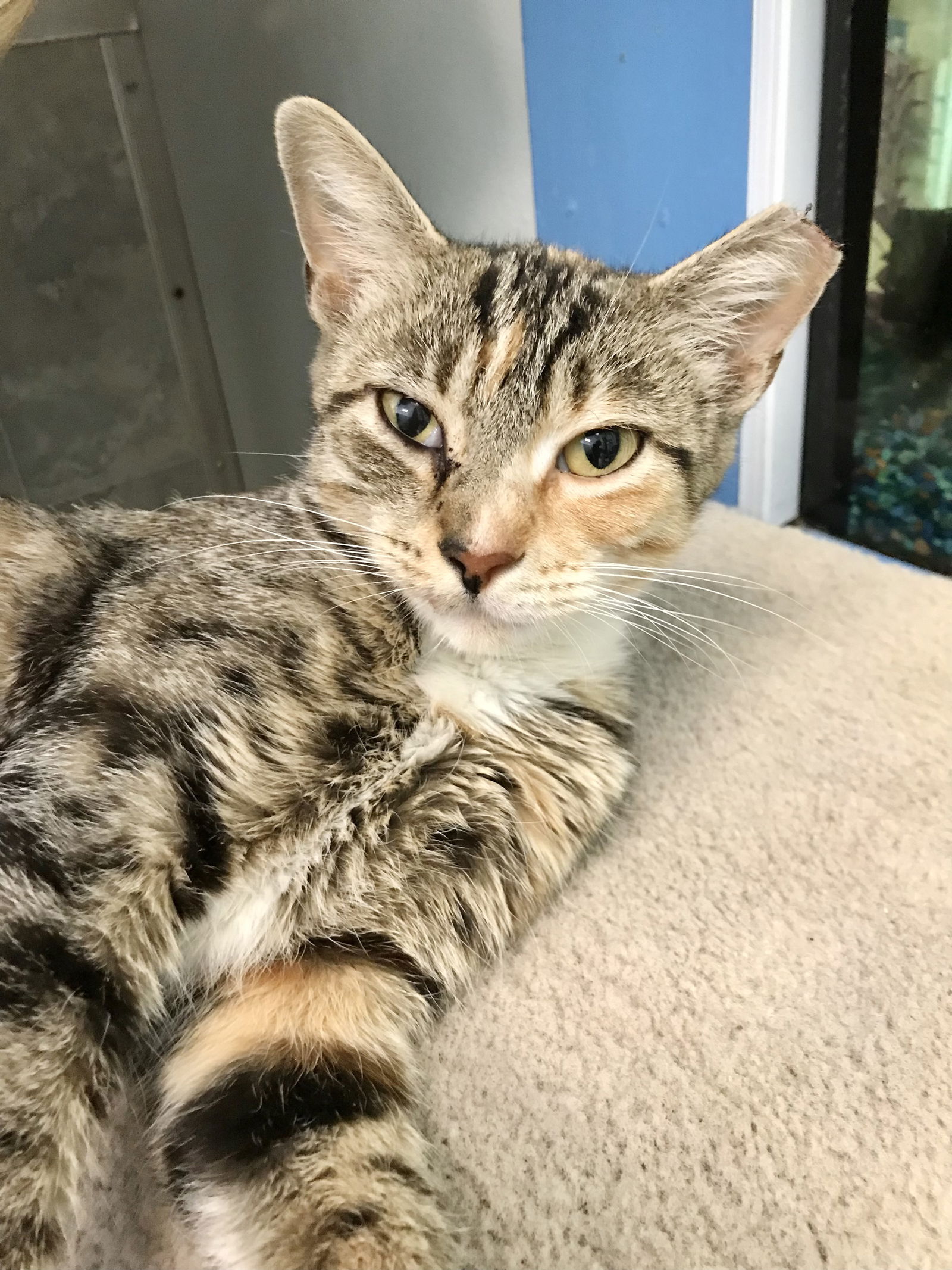 adoptable Cat in Dublin, OH named Lyman