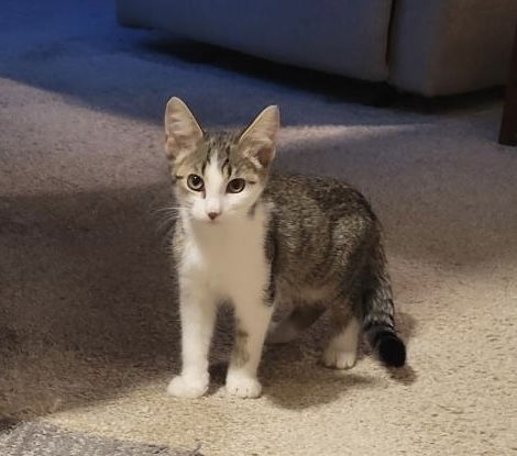 adoptable Cat in Dublin, OH named Bean