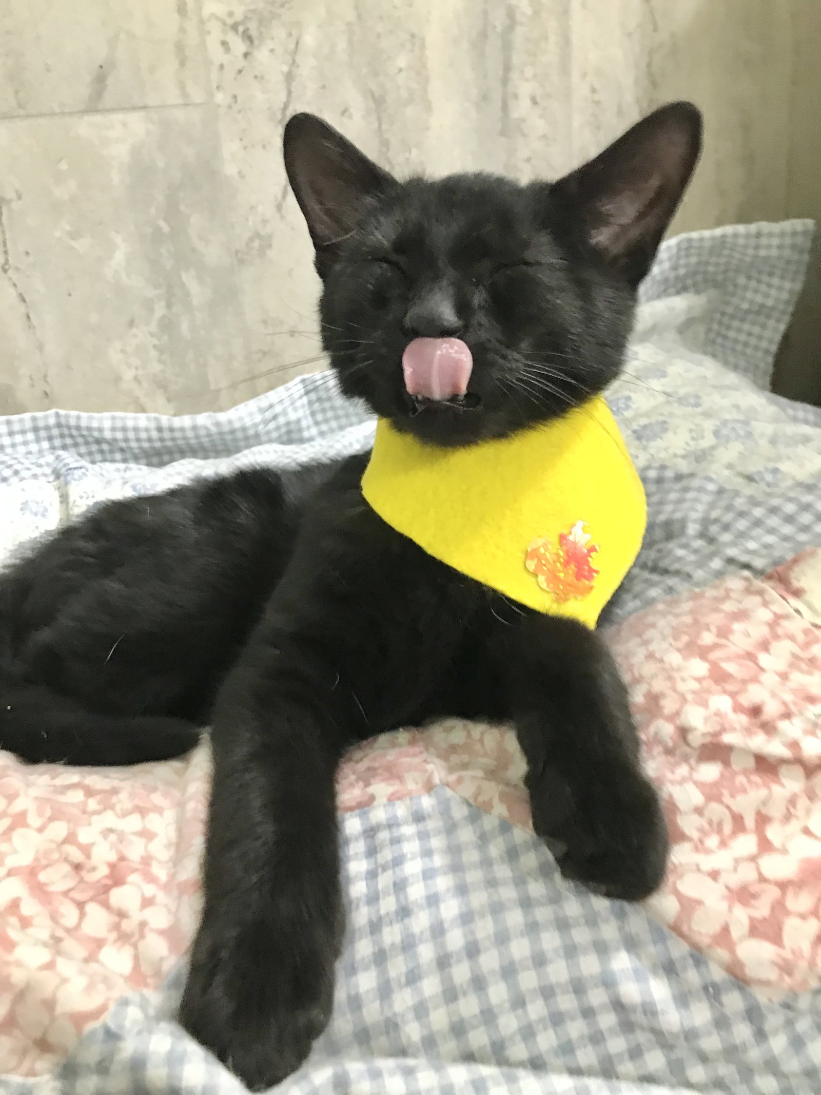 Cats for Adoption in London, Ohio Alpha Paw
