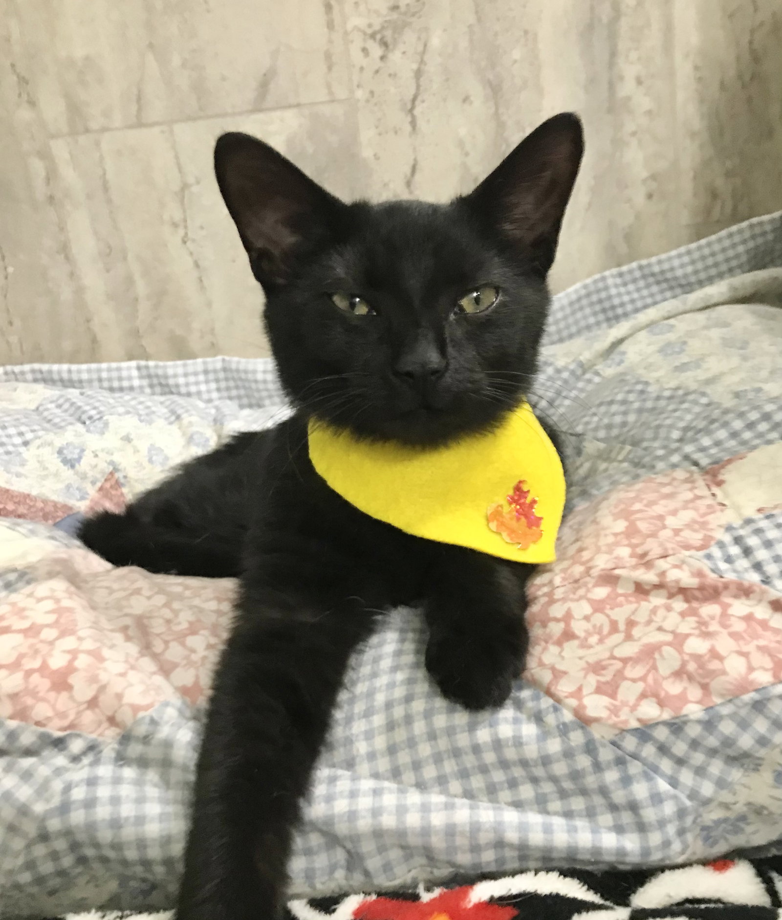 Cats for Adoption in London, Ohio Alpha Paw