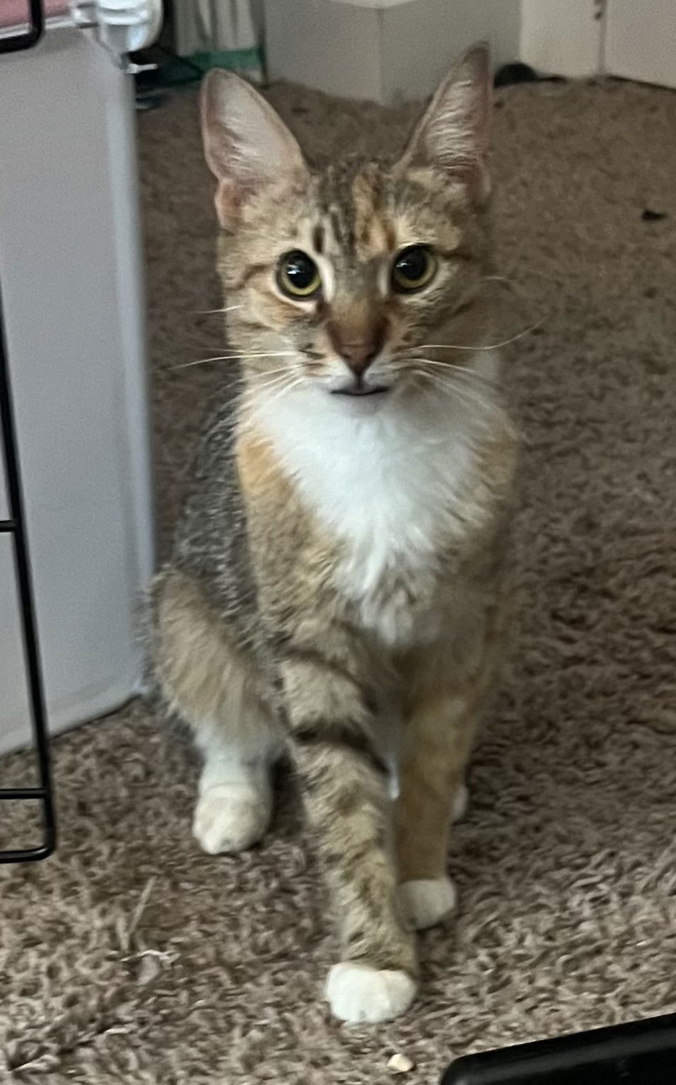 adoptable Cat in Dublin, OH named Mama Poppy