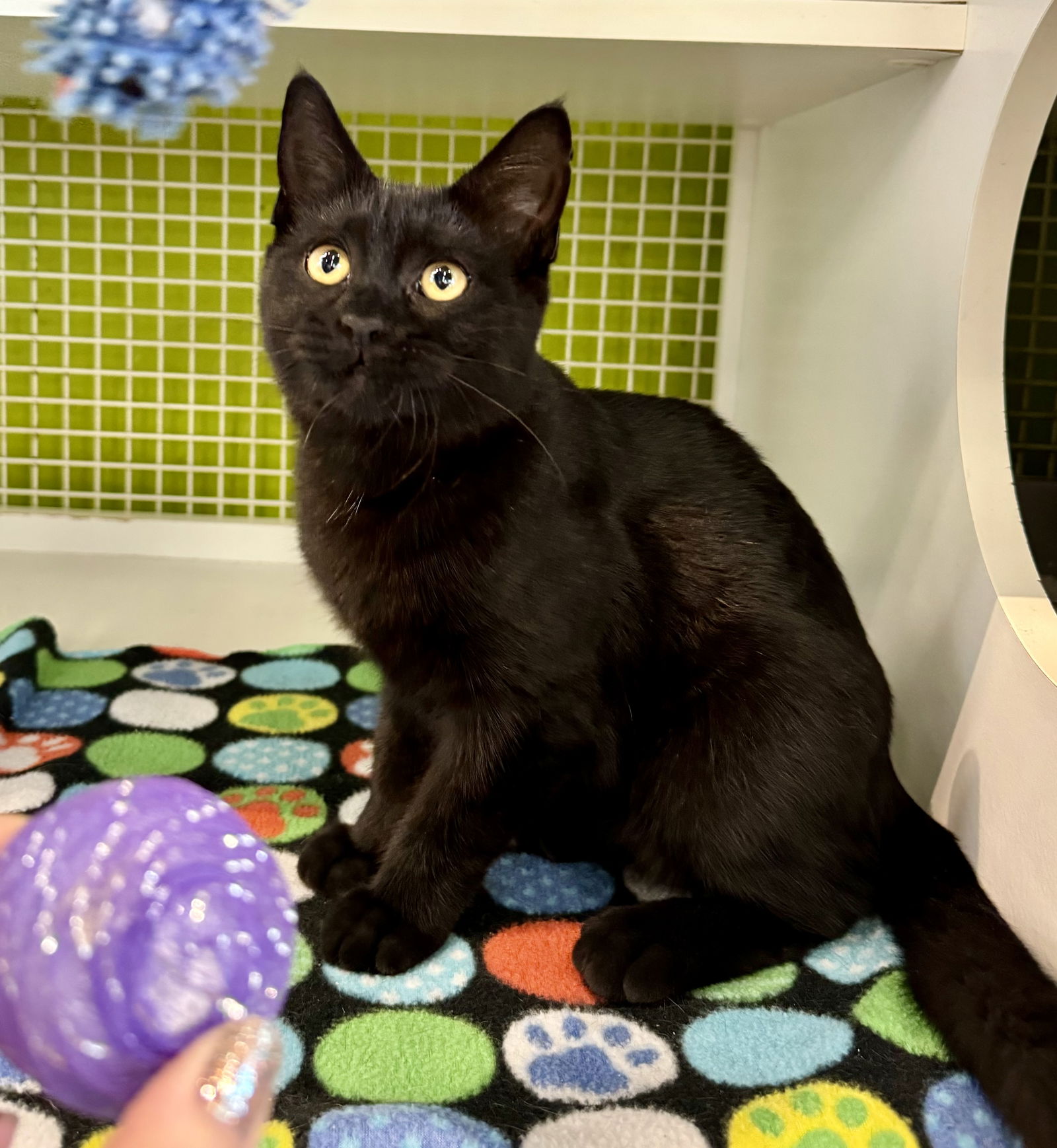 adoptable Cat in Columbus, OH named Kermit