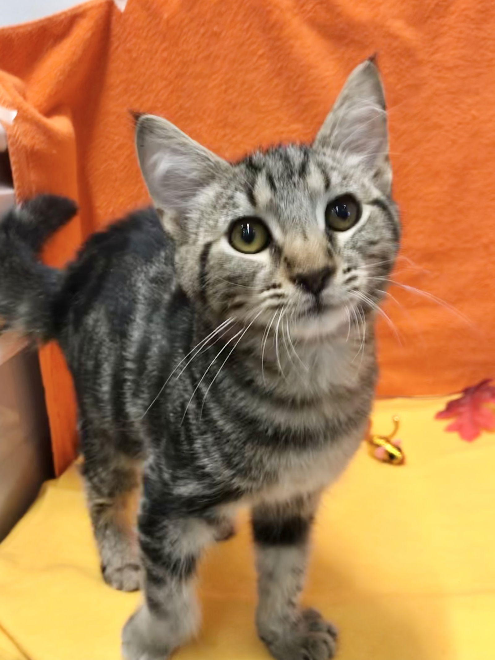 adoptable Cat in Dublin, OH named Freestyle