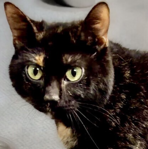 picture of the cat needing adoption