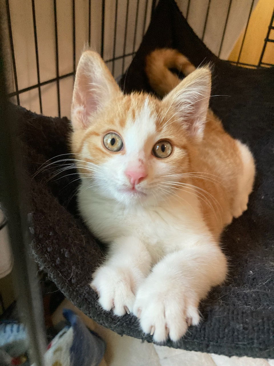 adoptable Cat in Dublin, OH named Baby Oliver