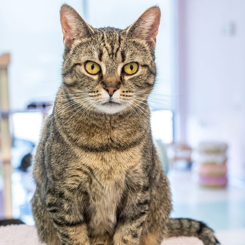 picture of the cat needing adoption