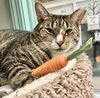 adoptable Cat in dublin, OH named Ollivander