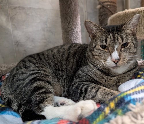 OLLIVANDER - Tabby / Domestic Short Hair available for adoption