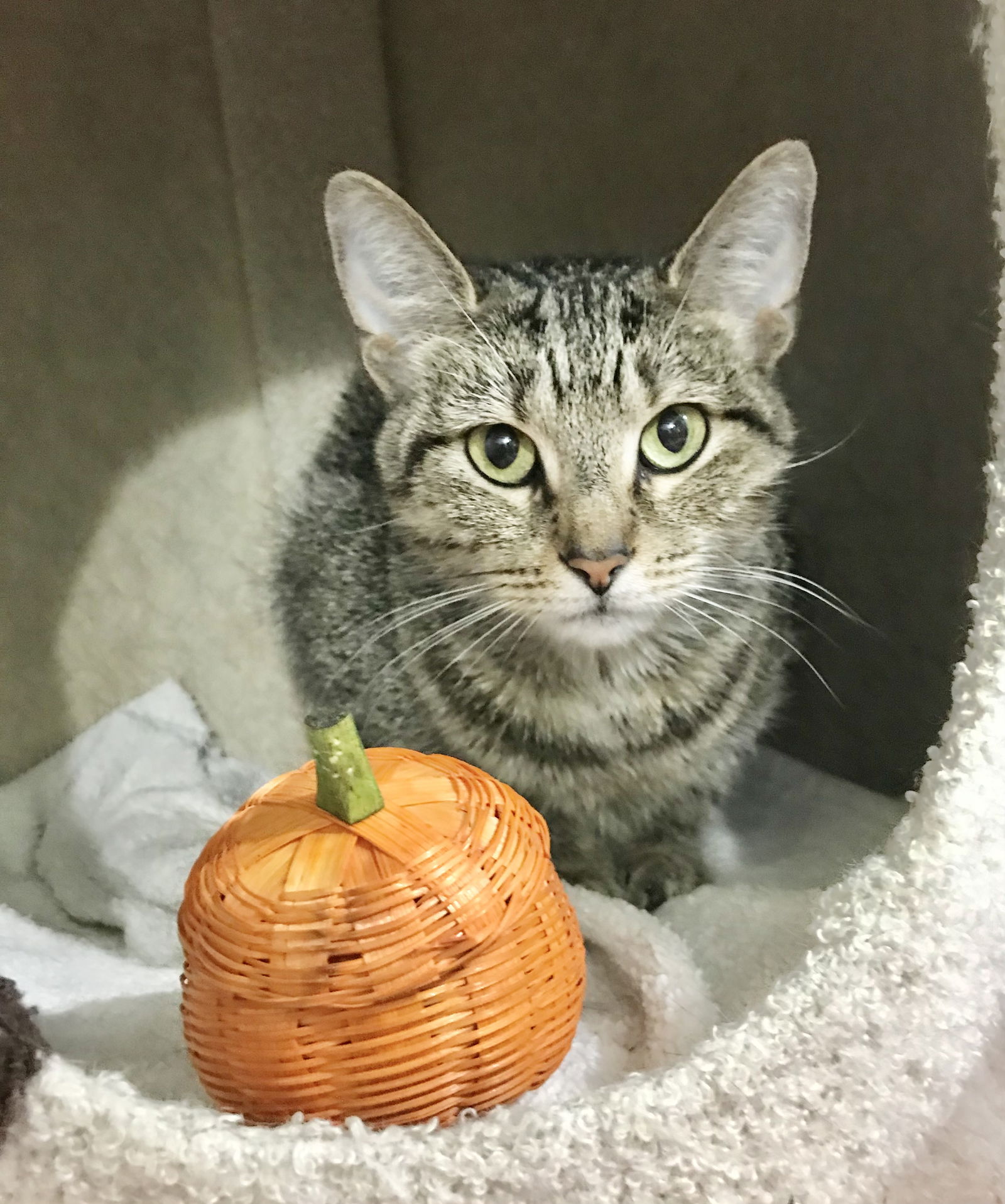 adoptable Cat in Dublin, OH named Sphinx