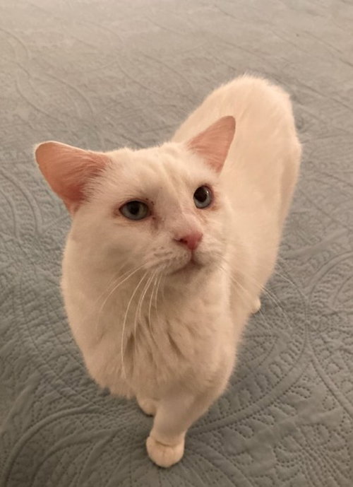 CLAWDIA - Domestic Short Hair available for adoption