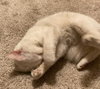 Clawdia - Photo 7