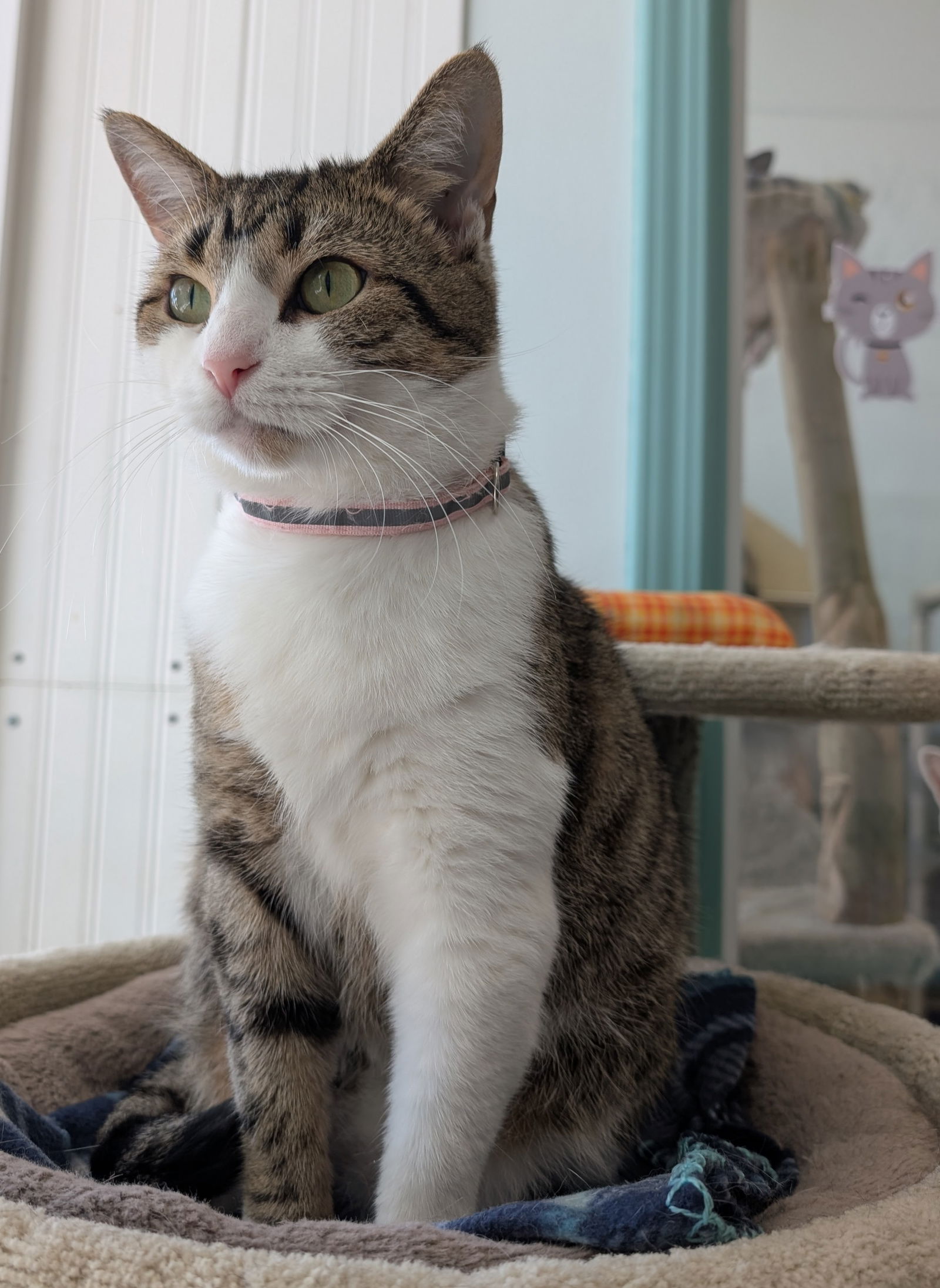 adoptable Cat in Hilliard, OH named Mabel