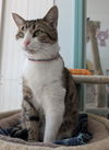 adoptable Cat in  named Mabel