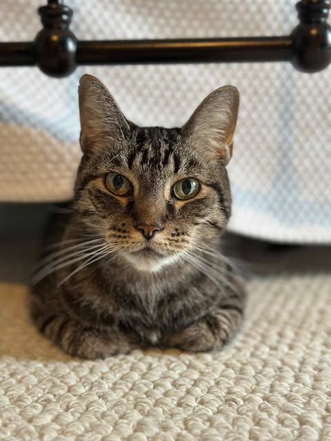 picture of the cat needing adoption