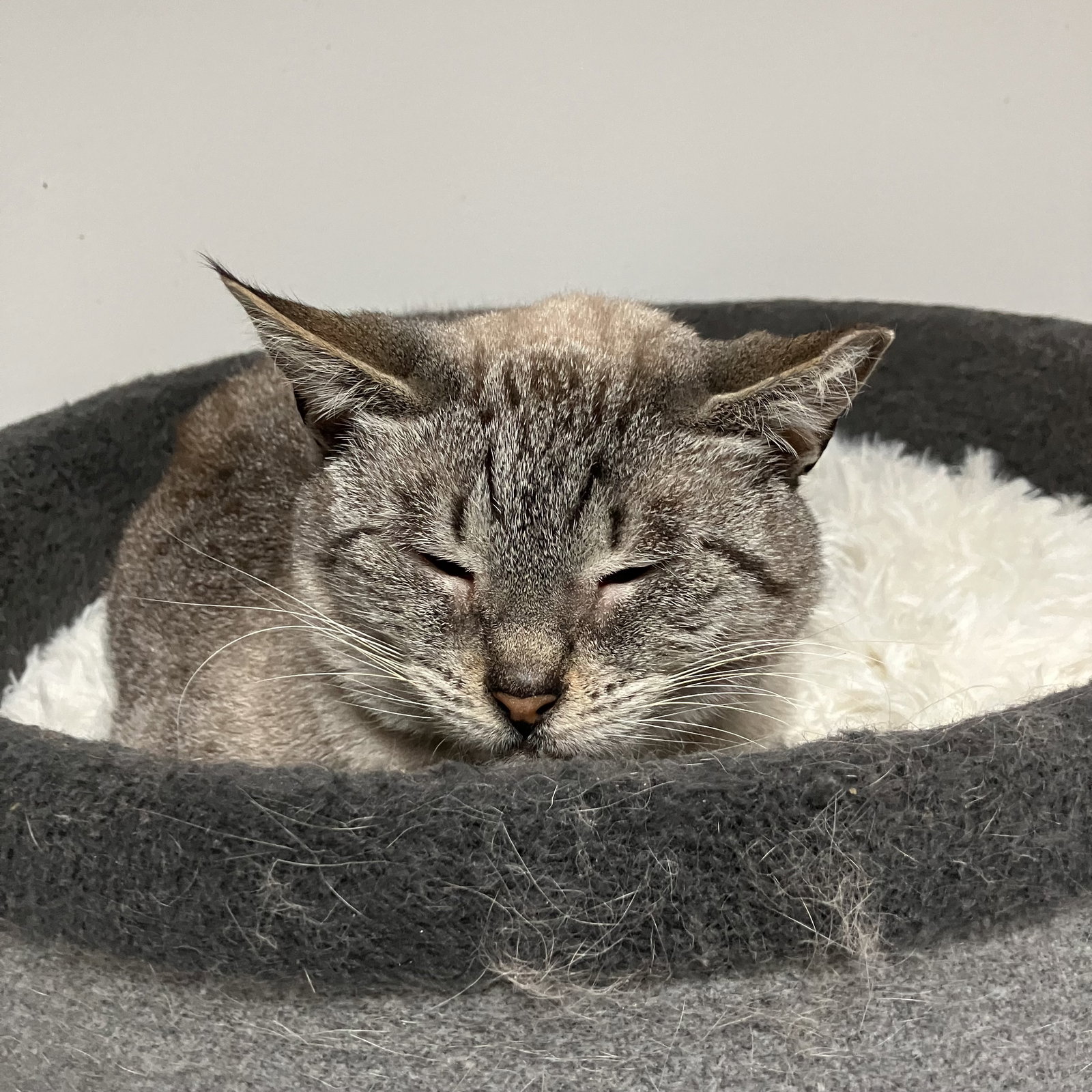Mila Image