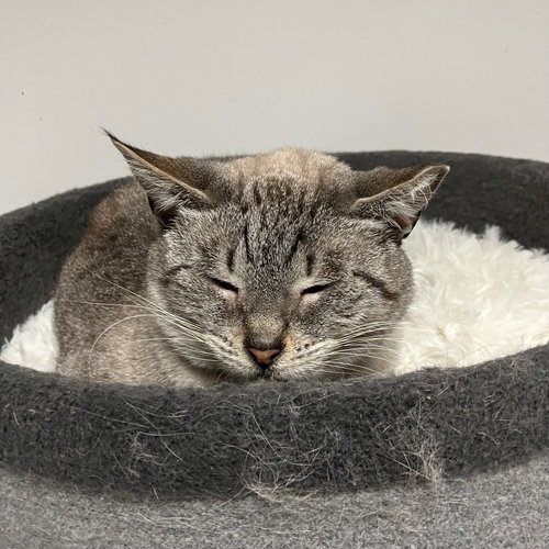 picture of the cat needing adoption