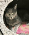 Diesel - Photo 7