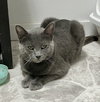 Diesel - Photo 4
