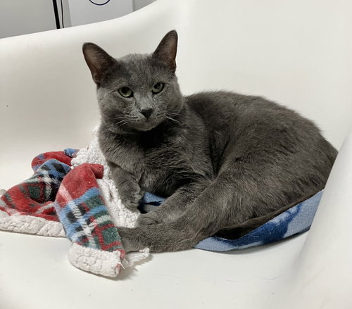 DIESEL - Domestic Short Hair available for adoption