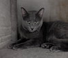 Diesel - Photo 3