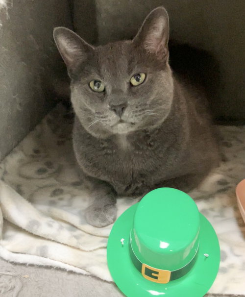 DIESEL - Domestic Short Hair available for adoption