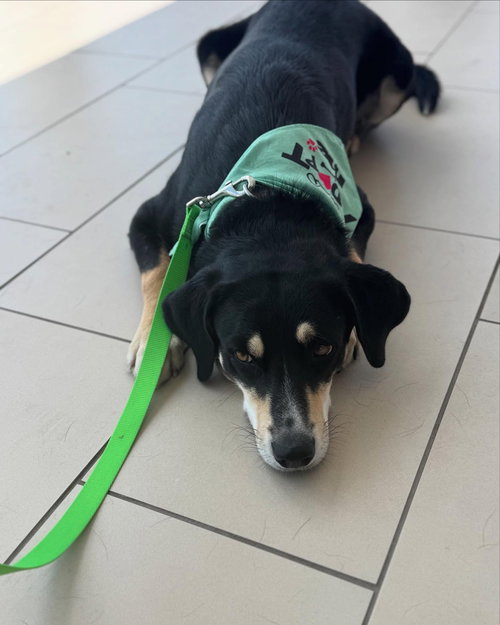 HOBBIT - Hound / Labrador Retriever available for adoption