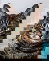 adoptable Cat in  named Fridge - KBC