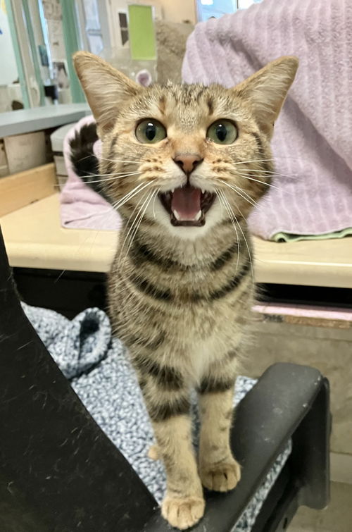 picture of the cat needing adoption